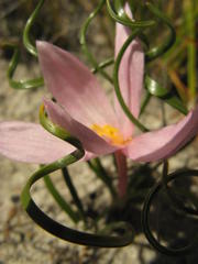 Gethyllis transkarooica