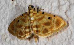 Notarcha