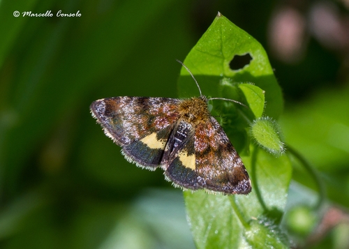 Small Yellow Underwing, photo 2 of 10