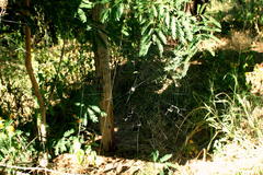Trichonephila senegalensis annulata