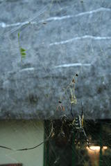 Trichonephila senegalensis annulata