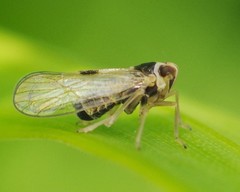 Laodelphax striatella