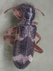 Thanasimus undatulus