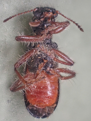 Thanasimus undatulus