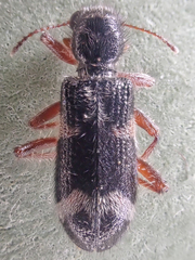 Thanasimus undatulus