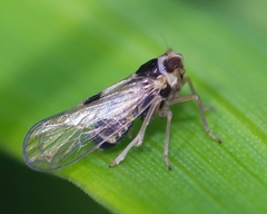Laodelphax striatella