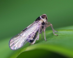 Laodelphax striatella
