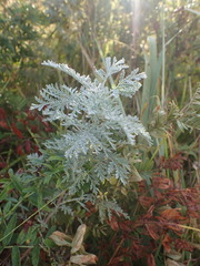 Artemisia messerschmidtiana