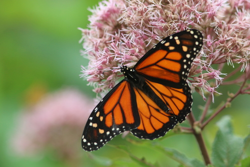 Monarch photographed in Maryland