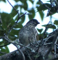 Indicator variegatus