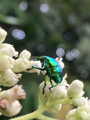 Eurhinus