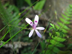 Pelargonium columbinum