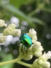 Eurhinus