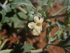 Chascanum pumilum