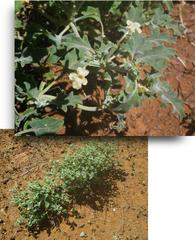 Chascanum pumilum