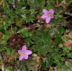 Geranium sibbaldioides sibbaldioides