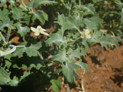 Chascanum pumilum