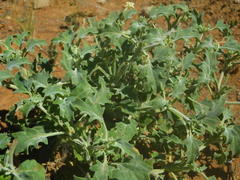 Chascanum pumilum