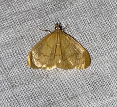 Ecpyrrhorrhoe puralis