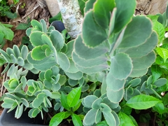 Kalanchoe fedtschenkoi