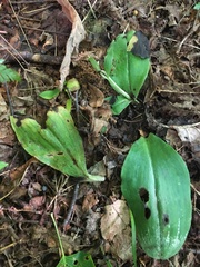 Galearis spectabilis