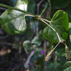Commicarpus pentandrus