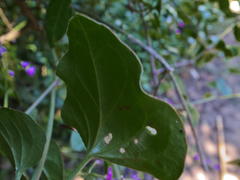 Commicarpus pentandrus