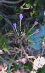 Commicarpus pentandrus