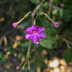 Commicarpus pentandrus