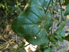 Commicarpus pentandrus