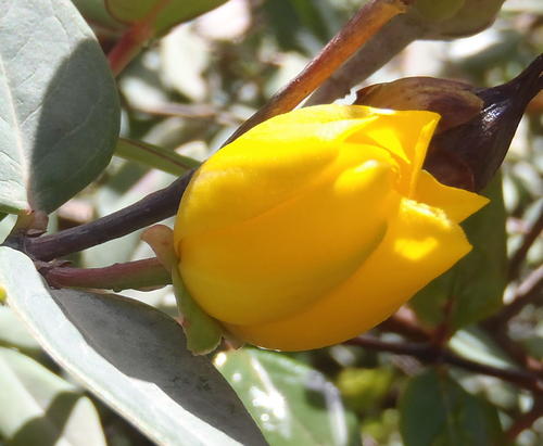 Large-Leaves St John's Wort (Hypericum roeperianum)