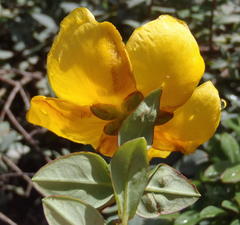 Hypericum roeperianum