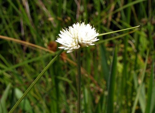 Cyperus ascocapensis image