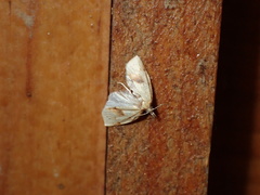 Sparganothis xanthoides