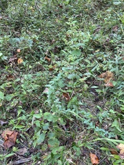 Lespedeza hirta hirta