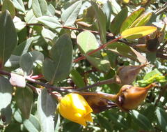 Hypericum roeperianum