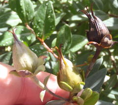Hypericum roeperianum