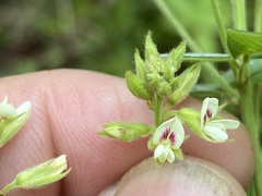 Lespedeza hirta hirta