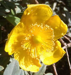 Hypericum roeperianum