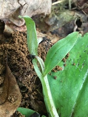 Galearis spectabilis