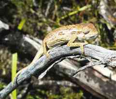 Bradypodion barbatulum