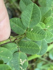 Lespedeza hirta hirta