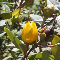 Hypericum roeperianum