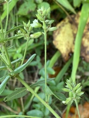 Lespedeza hirta hirta