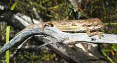 Bradypodion barbatulum