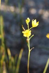Bulbine favosa