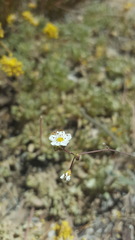 Ivesia santolinoides