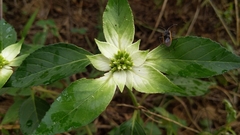 Euphorbia schiedeana
