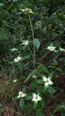 Euphorbia schiedeana