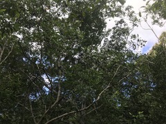 Chionanthus ramiflorus